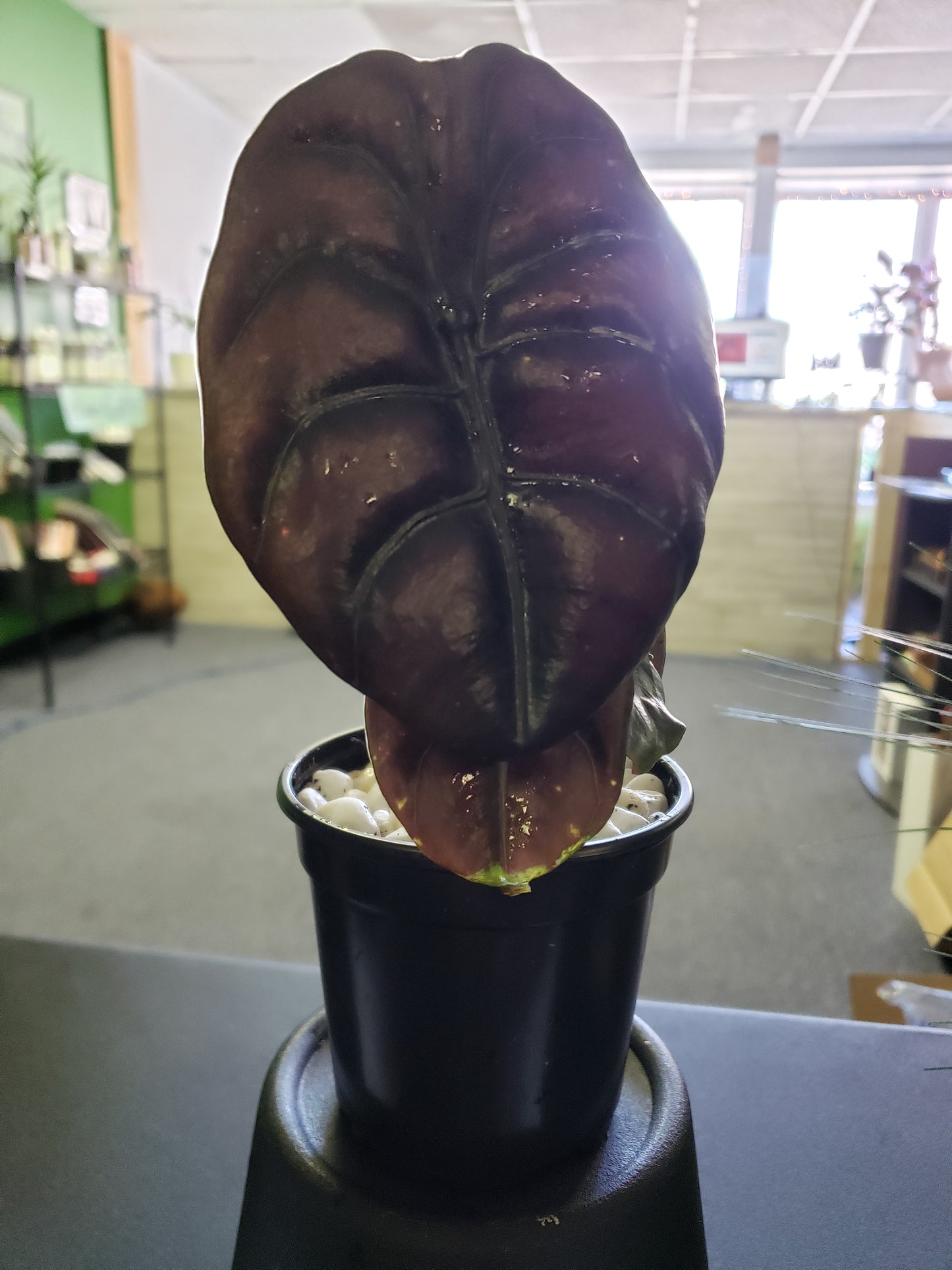 Alocasia Red Secret