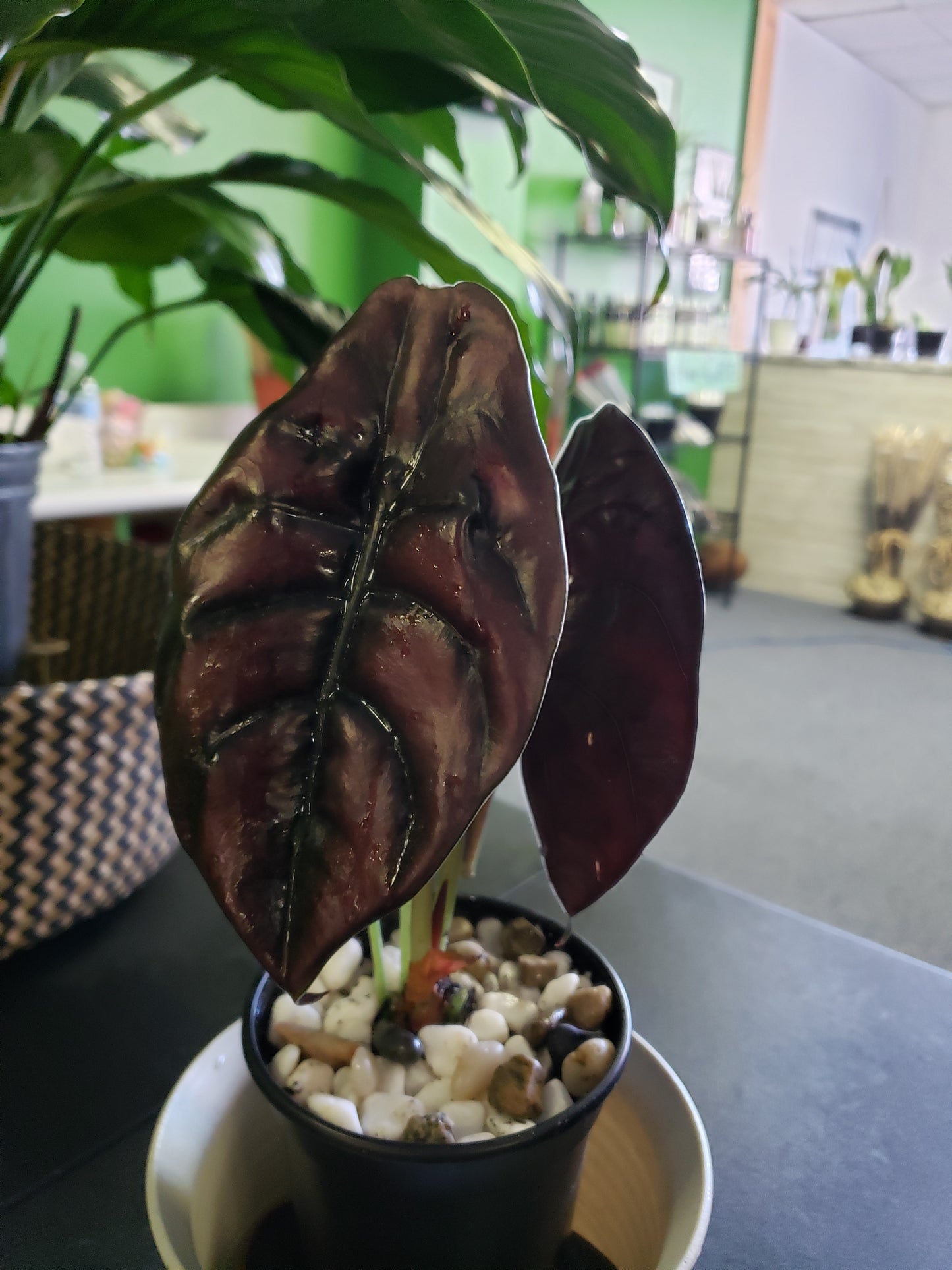 Alocasia Red Secret