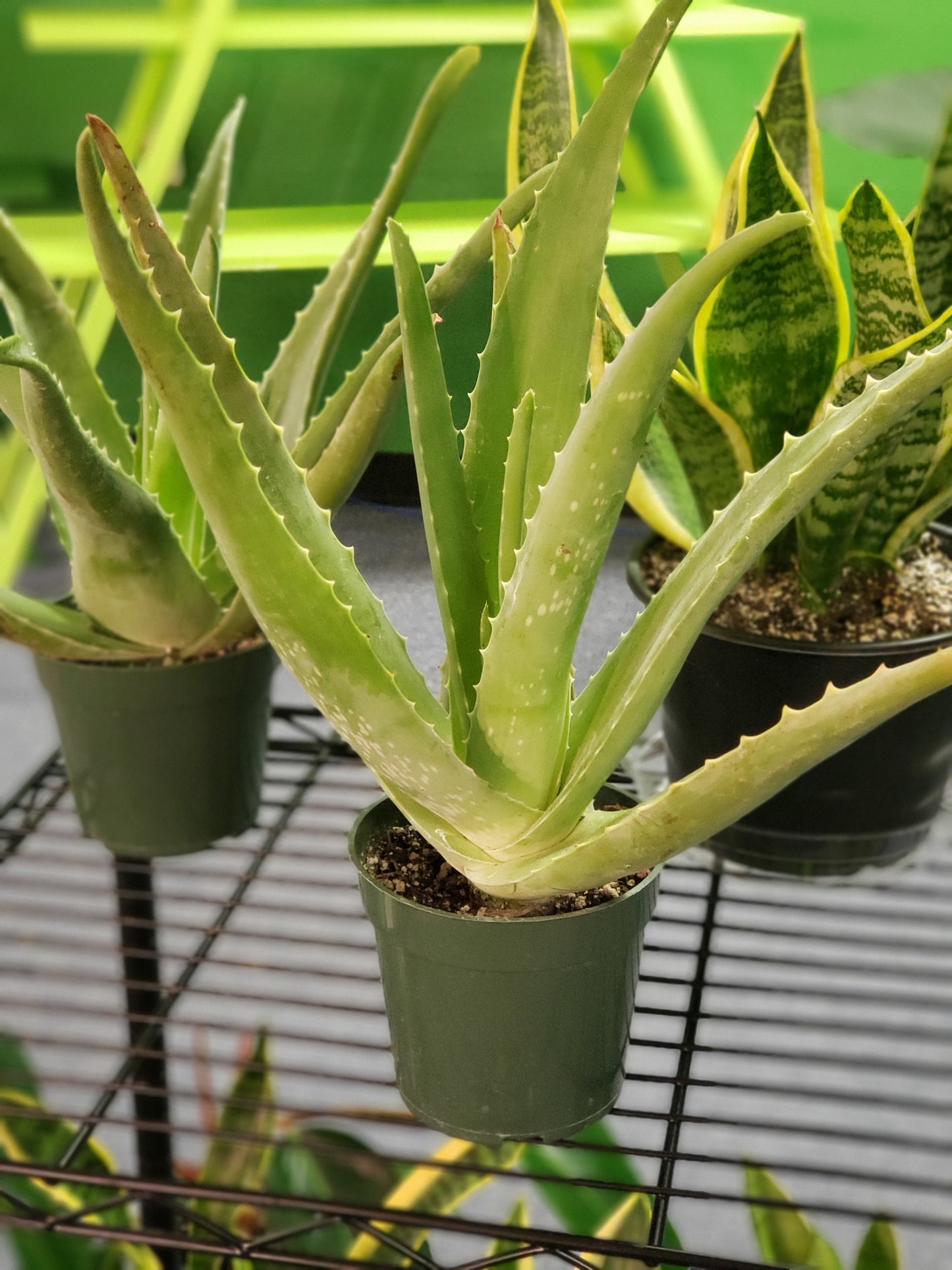 Aloe Vera Plant