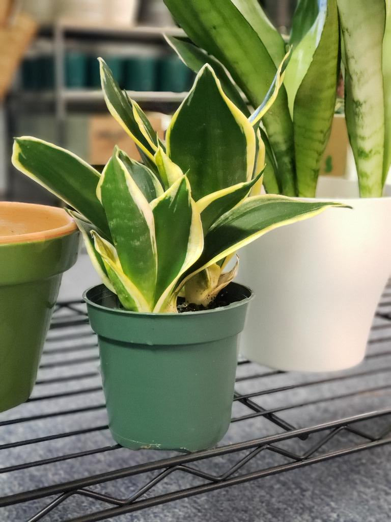 Black Gold Snake plant