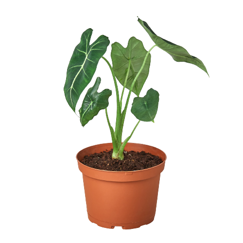 ALOCASIA FRYDEK 6-inch