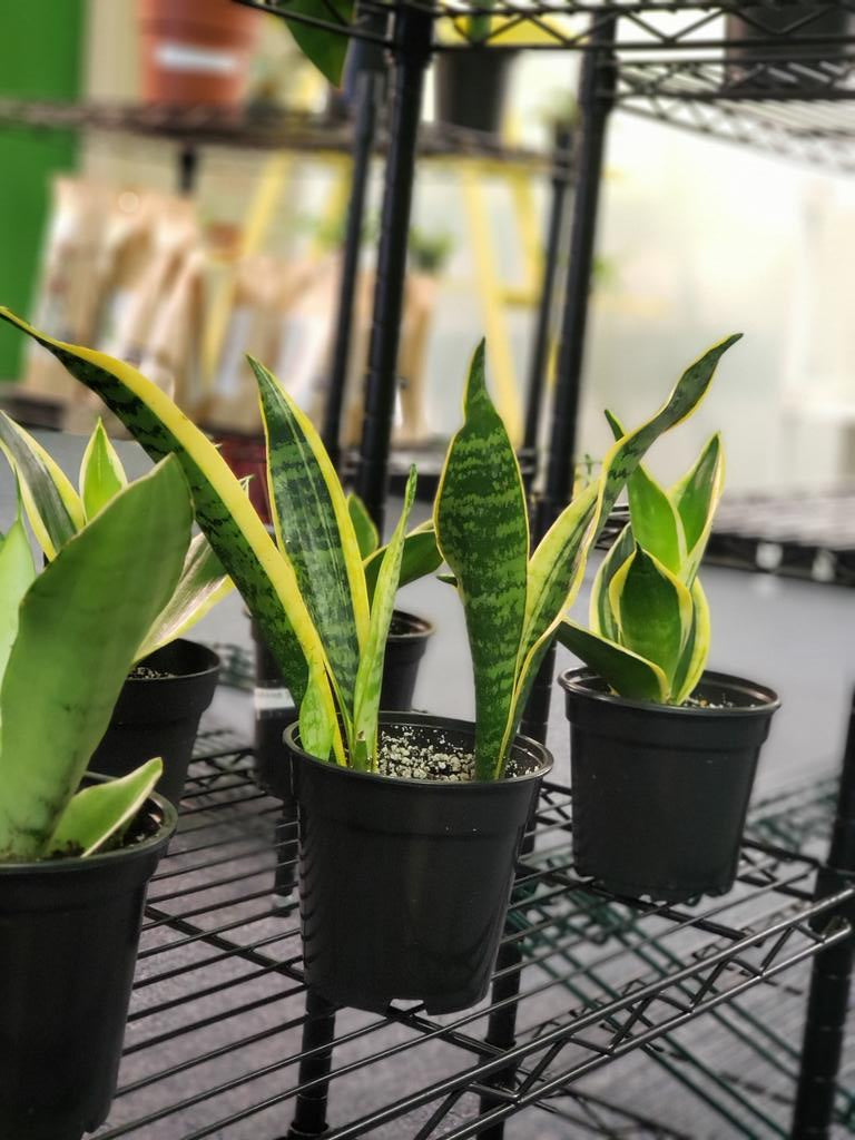 Laurentii Snake Plant