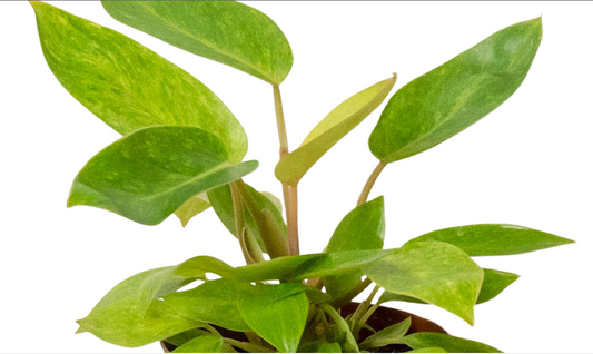 Philodendron Painted Lady