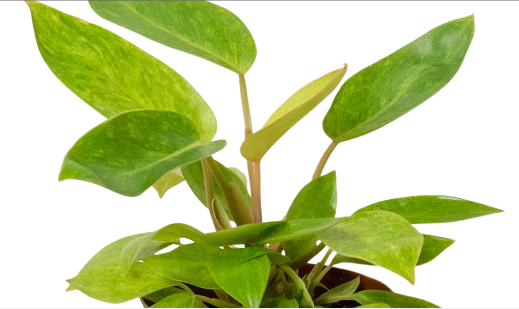 Philodendron Painted Lady