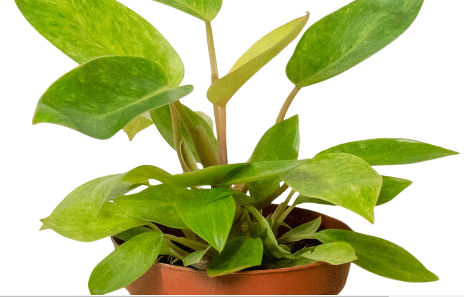 Philodendron Painted Lady