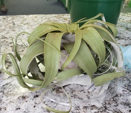 Tilandsia Xerographica Air Plant- Small